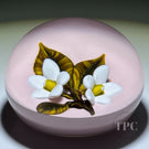 William Manson 2022 Art Glass Paperweight Flamework White Daisies on Opaque Pink Ground LE 1/5