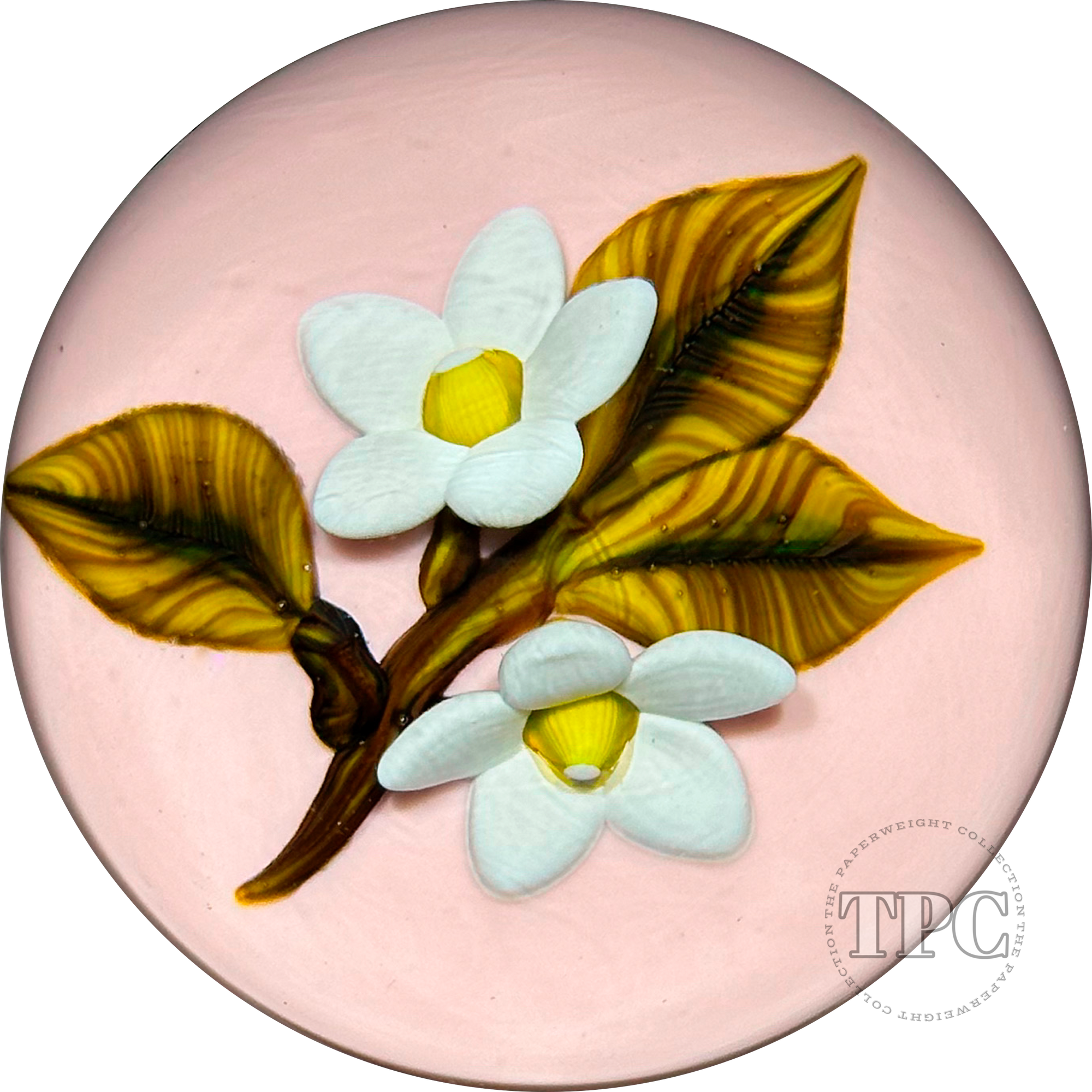 William Manson 2022 Art Glass Paperweight Flamework White Daisies on Opaque Pink Ground LE 1/5