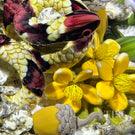 Gordon Smith 2025 Glass Art Paperweight Naturalistic Flamework Corn Snake with Perennials and Acorns