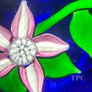 John Deacons Glass Art Paperweight Flamework Pink Flower on Blue