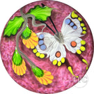 Mayauel Ward 2023 Glass Art Paperweight Compound Torchwork White Swallowtail Butterfly with Orange Blossom on Pink Ground