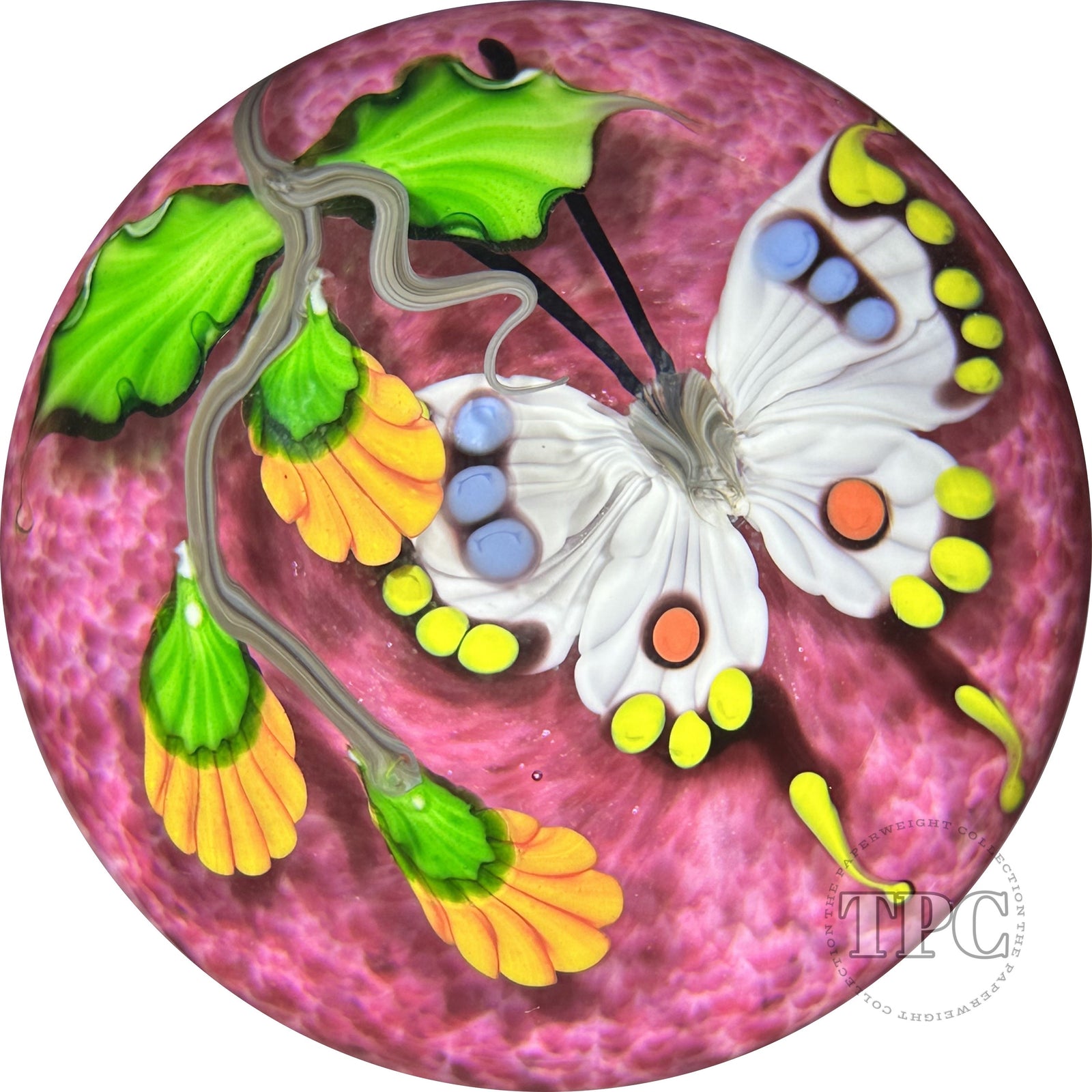Mayauel Ward 2023 Glass Art Paperweight Compound Torchwork White Swallowtail Butterfly with Orange Blossom on Pink Ground