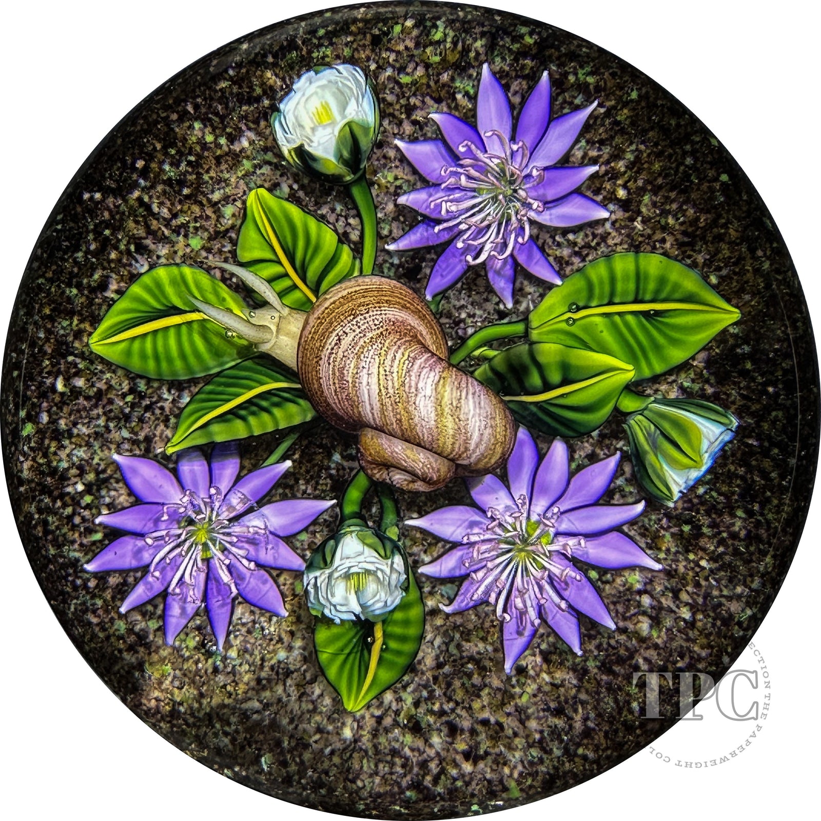 Ken Rosenfeld 2021 Glass Art Paperweight Flamework Snail with Purple Flowers and Clichy Roses