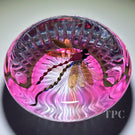 Gordon Smith 2024 Glass Art Paperweight Flamework Dragonfly Over Star-Cut Fuchsia Colored Ground