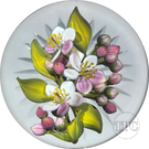 Gordon Smith 2025 Glass Art Paperweight Pink & White Apple Blossoms