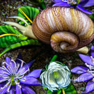 Ken Rosenfeld 2021 Glass Art Paperweight Flamework Snail with Purple Flowers and Clichy Roses