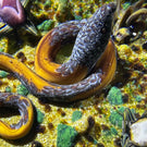 William Manson 2025 Glass Art Paperweight Flamework Coiled Snake with Flowers 1-of-1