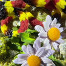 Gordon Smith 2024 Glass Art Paperweight Flamework Coral Snake with Eggs Daisies & Lichen Covered Rocks