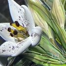 William Manson 2025 Glass Art Paperweight Flamework Pink & White Liliies 1-of-1