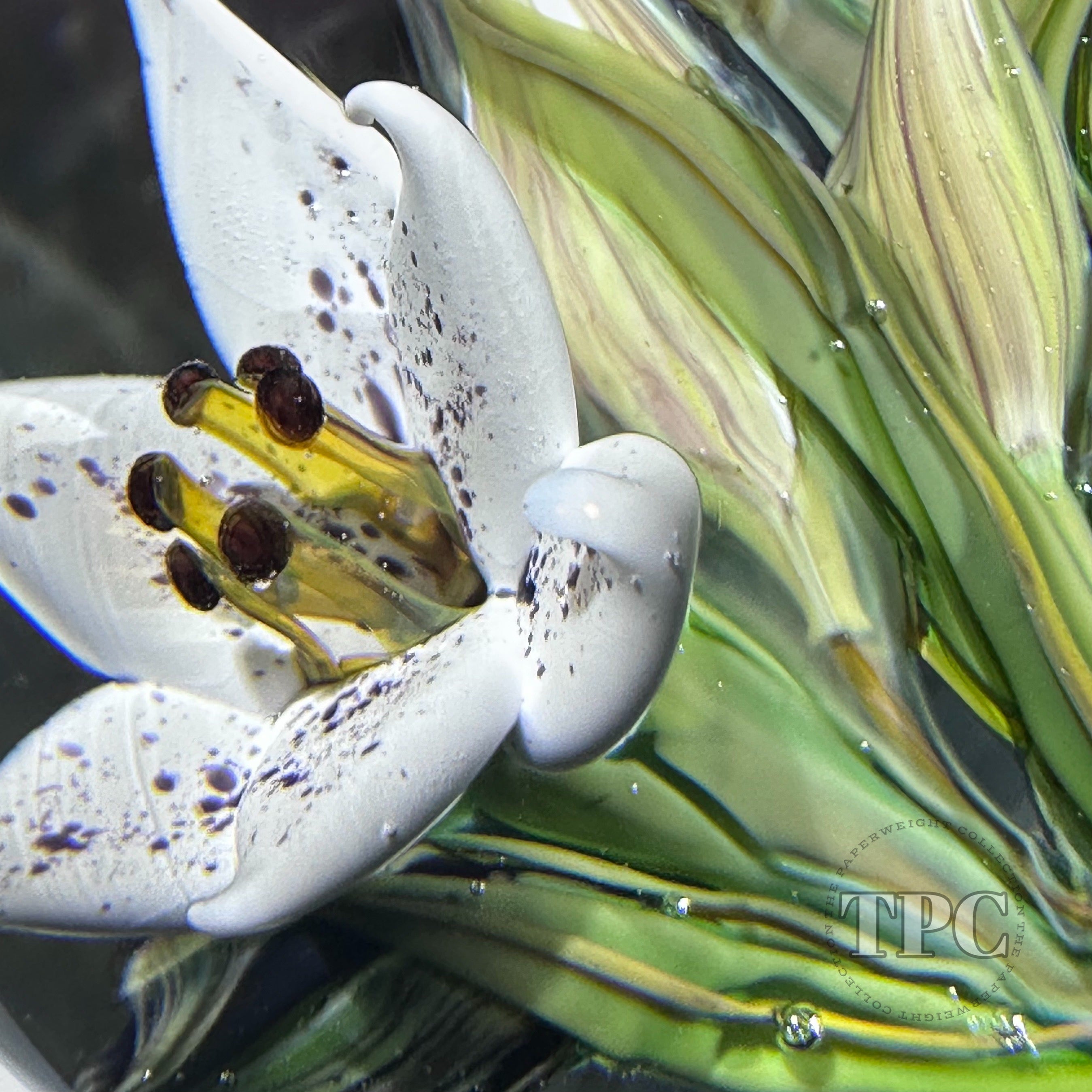 William Manson 2025 Glass Art Paperweight Flamework Pink