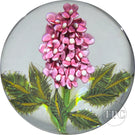 William Manson 2025 Glass Art Paperweight Flamework Pink Lilac 1-of-1