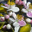 Gordon Smith 2025 Glass Art Paperweight Pink & White Apple Blossoms