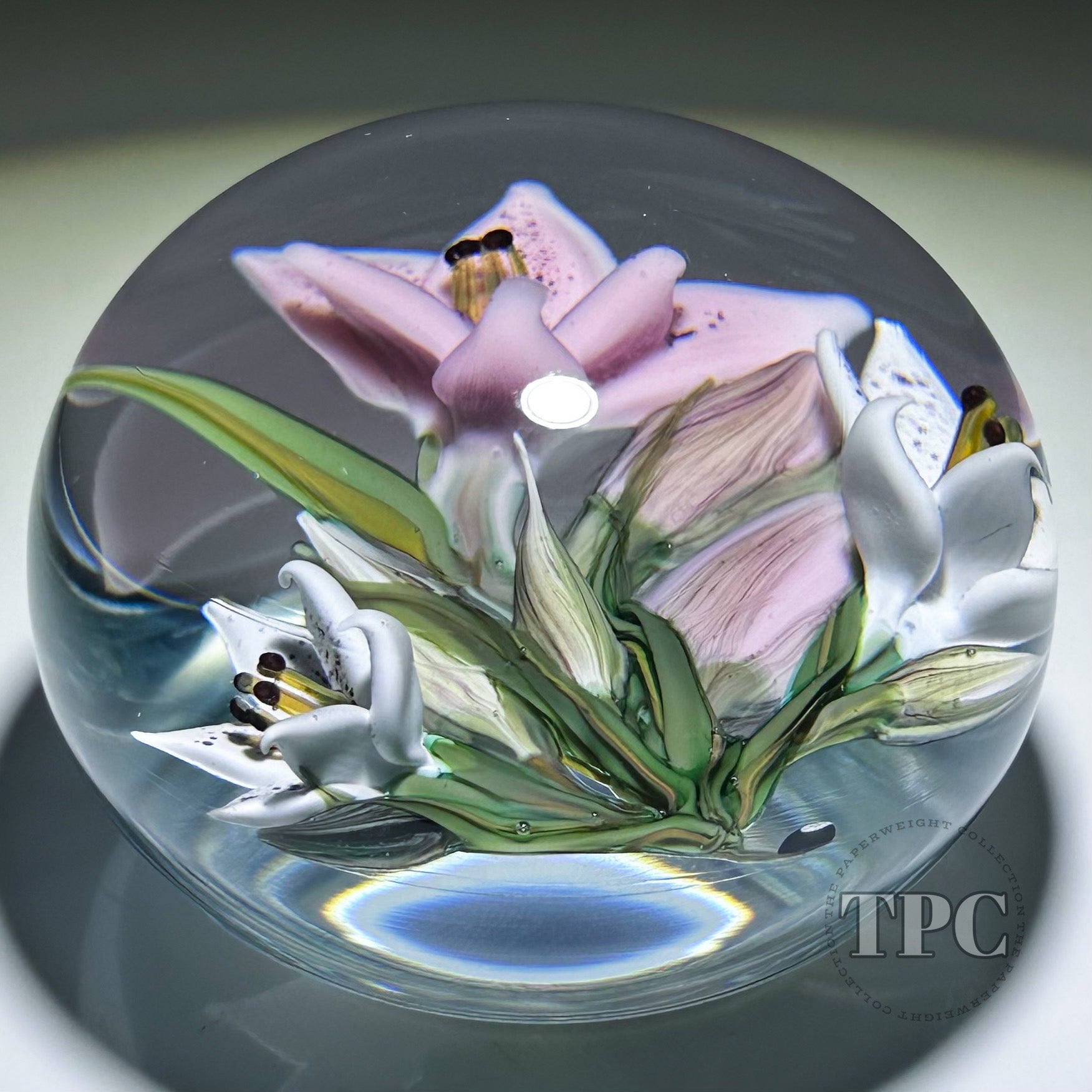 lily white manson William Manson 2025 Glass Art Paperweight Flamework Pink & White Lilii