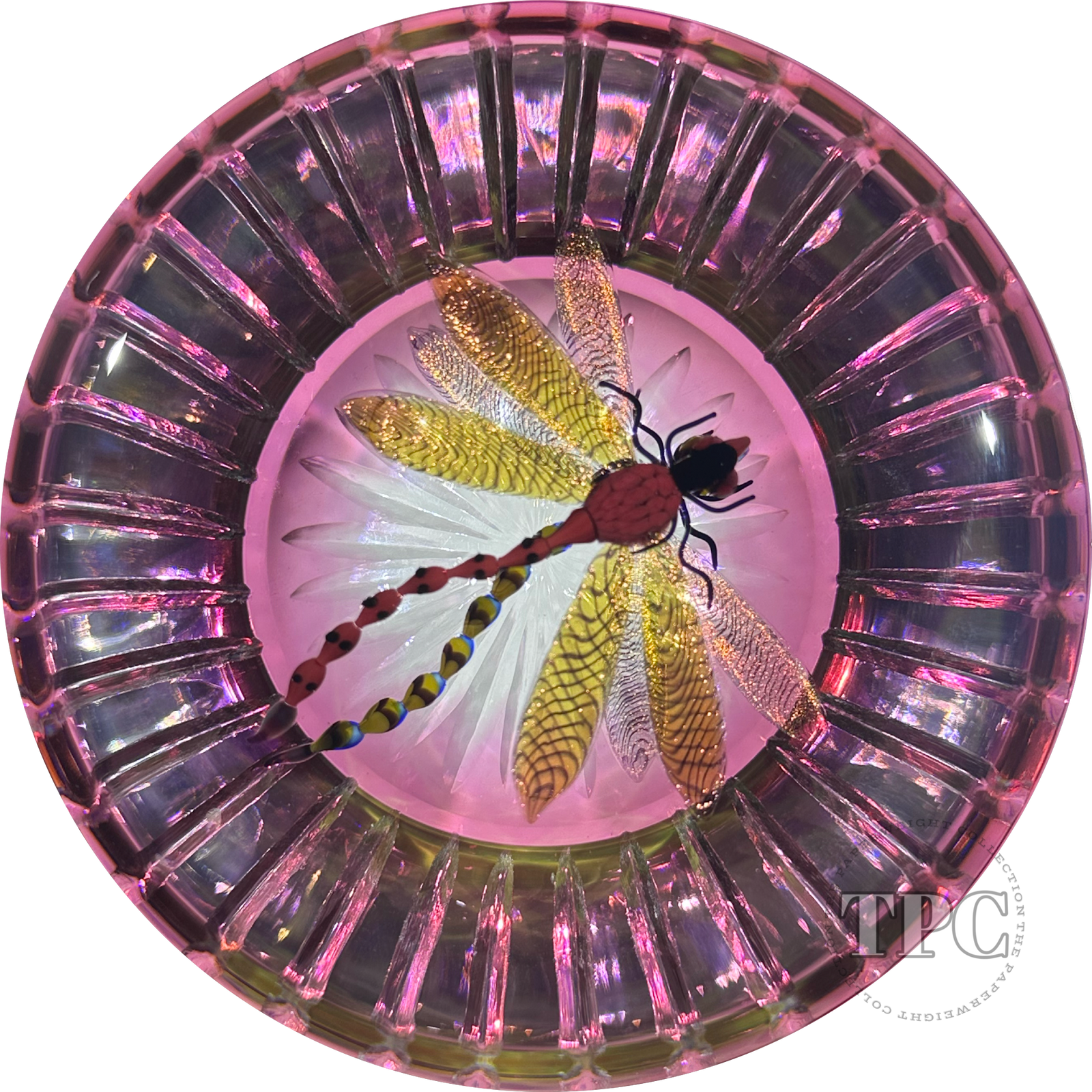 Gordon Smith 2024 Glass Art Paperweight Flamework Dragonfly Over Star-Cut Fuchsia Colored Ground