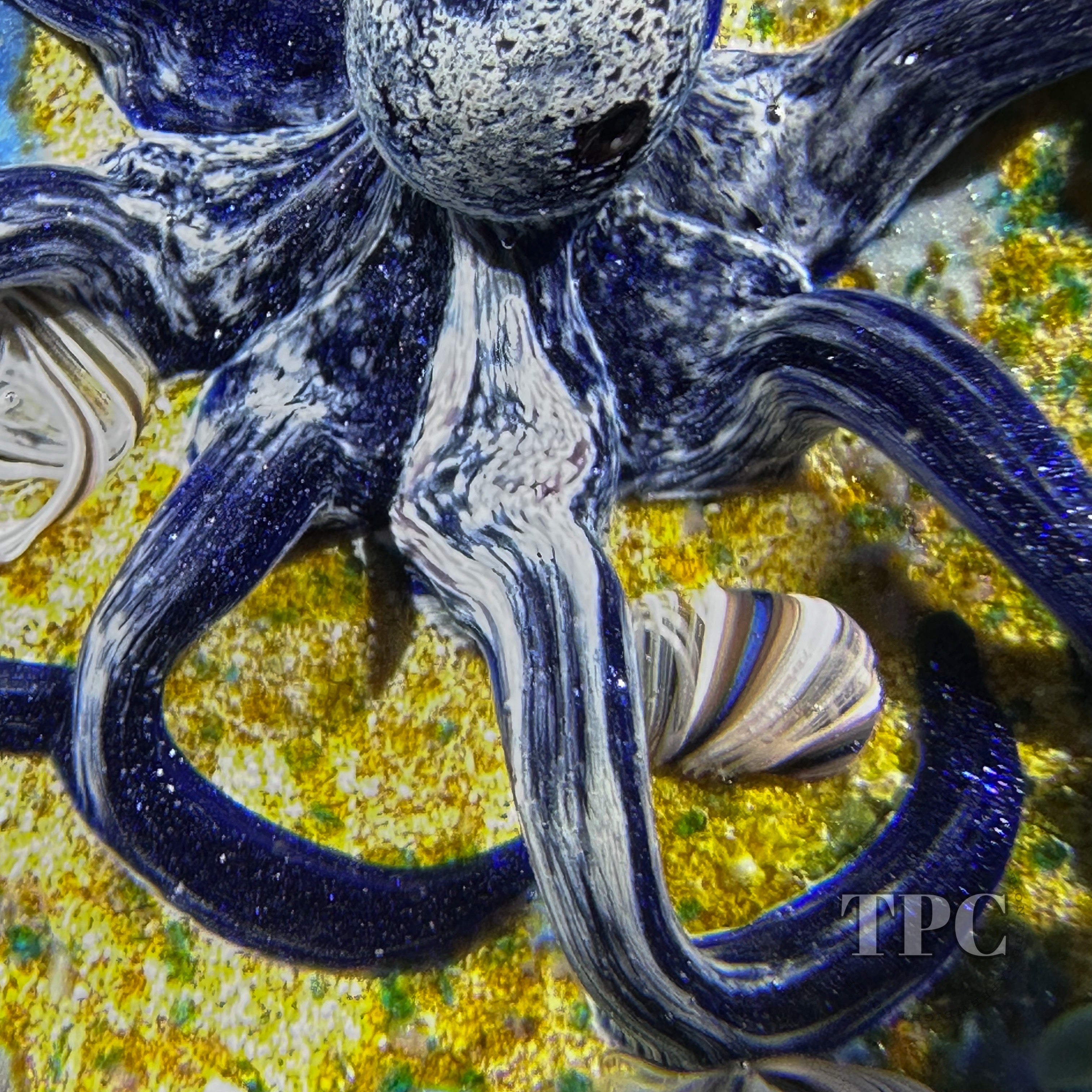 William Manson 2025 Glass Art Paperweight Flamework Blue Octopus on Se