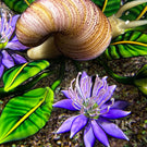 Ken Rosenfeld 2021 Glass Art Paperweight Flamework Snail with Purple Flowers and Clichy Roses