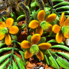 Gordon Smith 1996 Glass Art Paperweight Flamework Desert Tarantula with Flowers