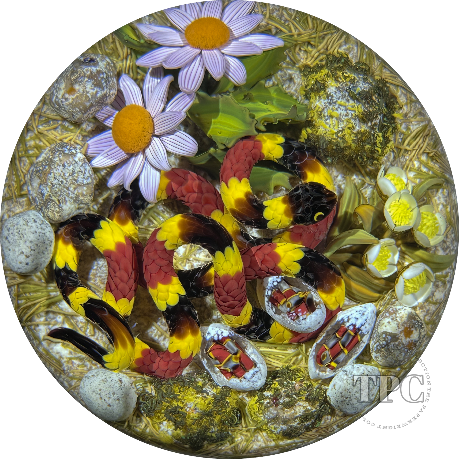 Gordon Smith 2024 Glass Art Paperweight Flamework Coral Snake with Eggs Daisies & Lichen Covered Rocks