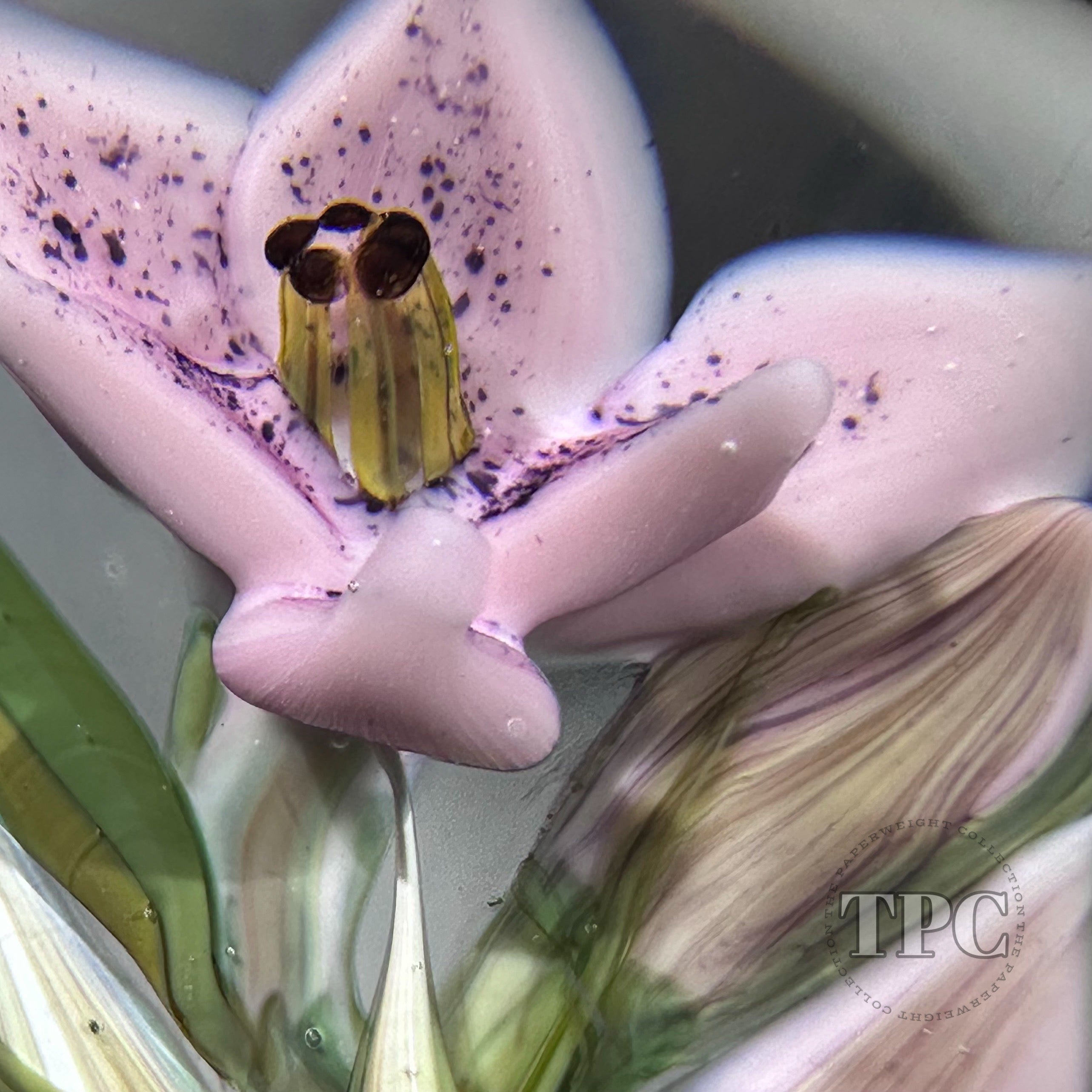 メリー ジェーン ワトソン　プロモfoil William Manson 2025 Glass Art Paperweight Flamework Pink