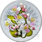 Gordon Smith 2025 Glass Art Paperweight Pink & White Apple Blossoms