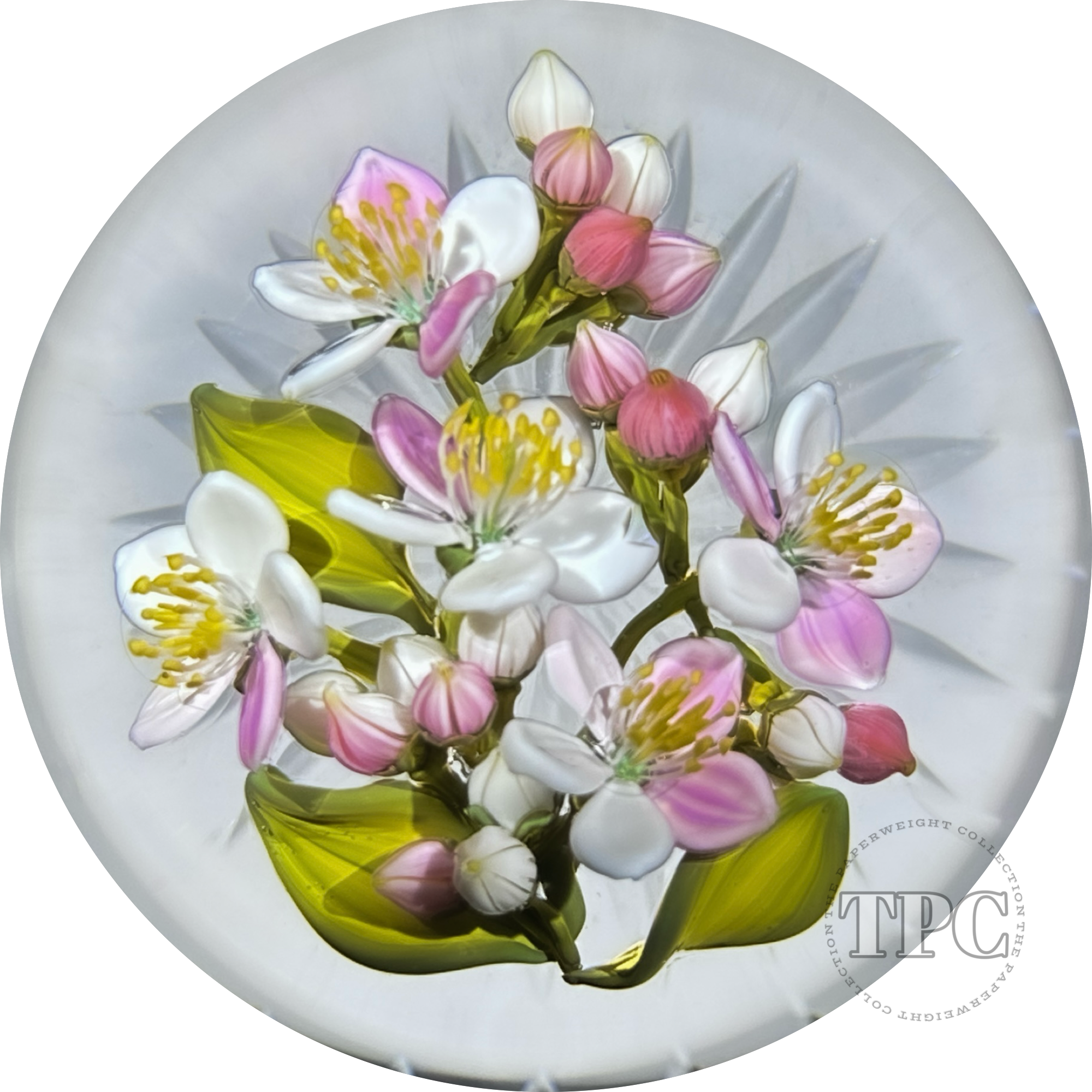 Gordon Smith 2025 Glass Art Paperweight Pink & White Apple Blossoms