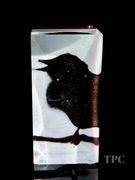 Damon MacNaught 2025 "Dualities #2" Glass Art Sculpture Slip Transfer Decorated & Coldworked