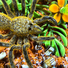 Gordon Smith 1996 Glass Art Paperweight Flamework Desert Tarantula with Flowers