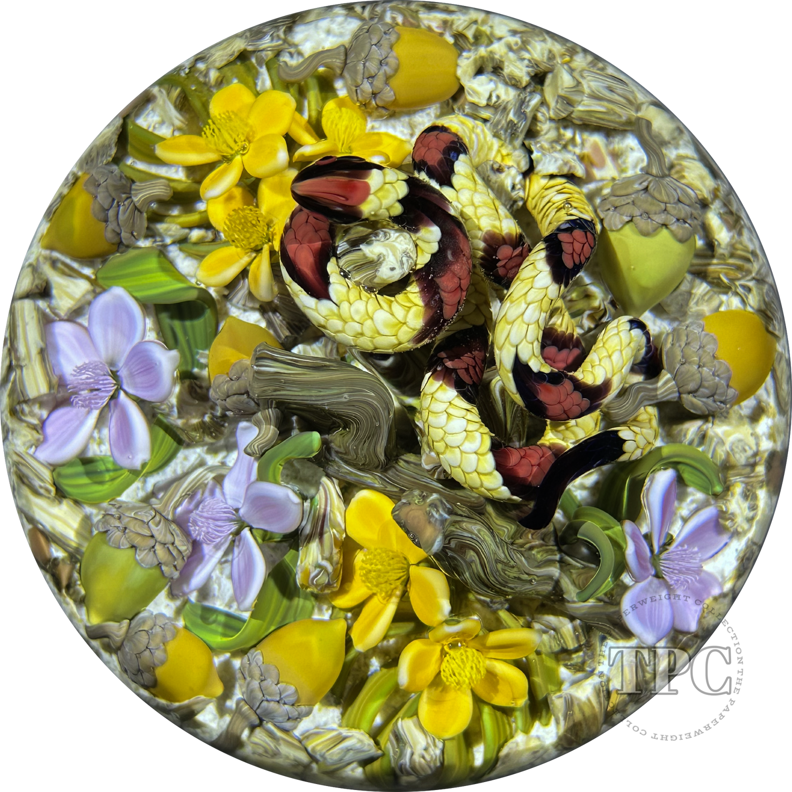 Gordon Smith 2025 Glass Art Paperweight Naturalistic Flamework Corn Snake with Perennials and Acorns