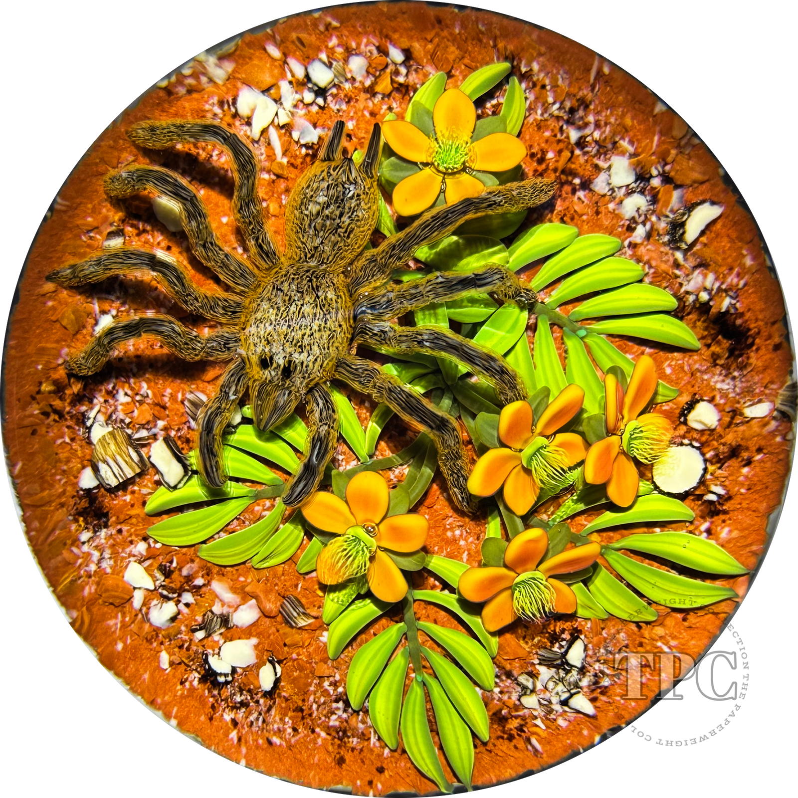 Gordon Smith 1996 Glass Art Paperweight Flamework Desert Tarantula with Flowers