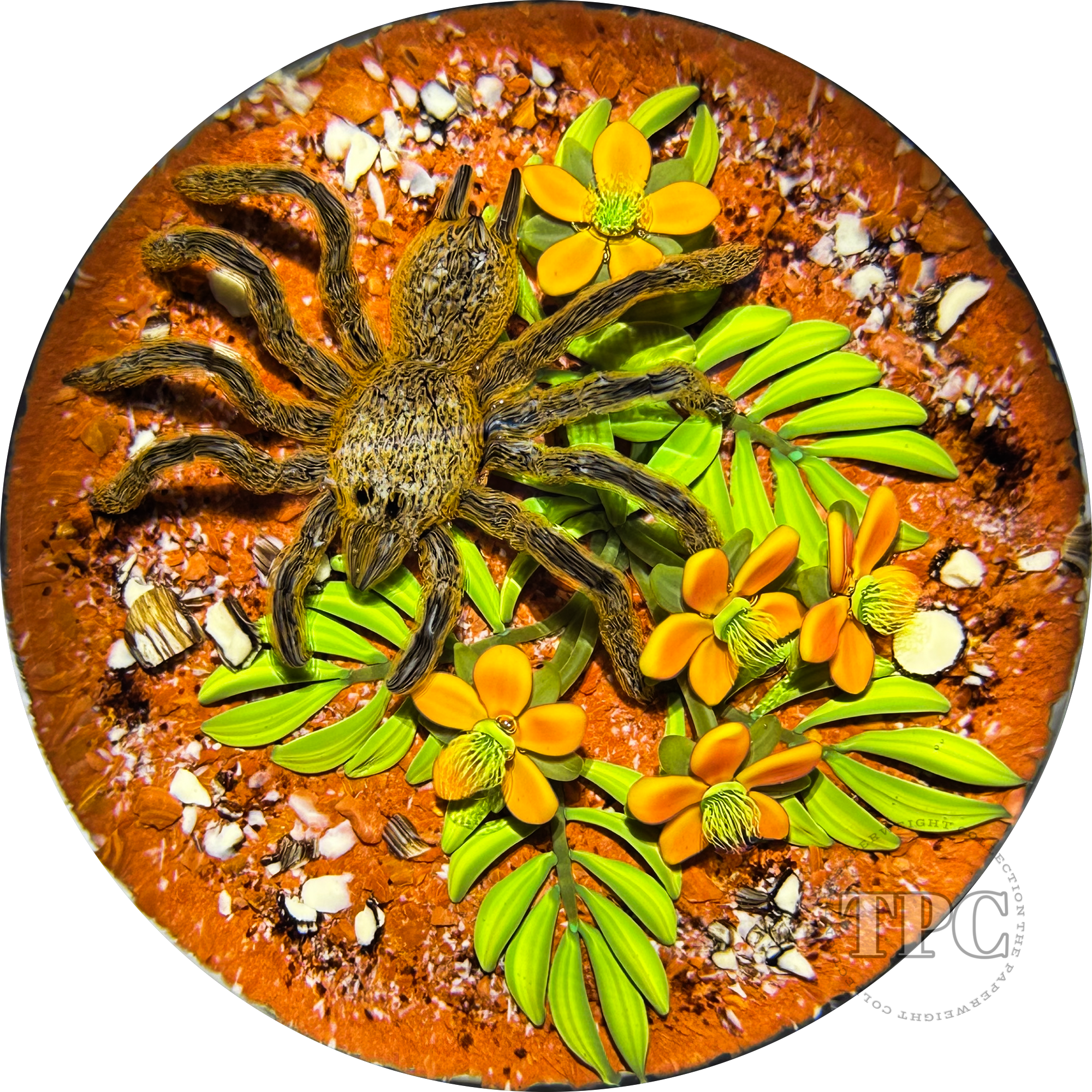 Gordon Smith 1996 Glass Art Paperweight Flamework Desert Tarantula with Flowers