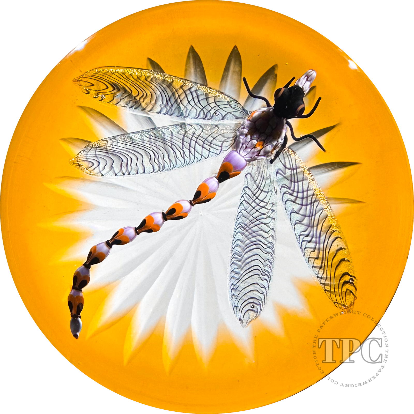 Gordon Smith 2024 Glass Art Paperweight Flamework Dragonfly Over Star-Cut Amber Ground