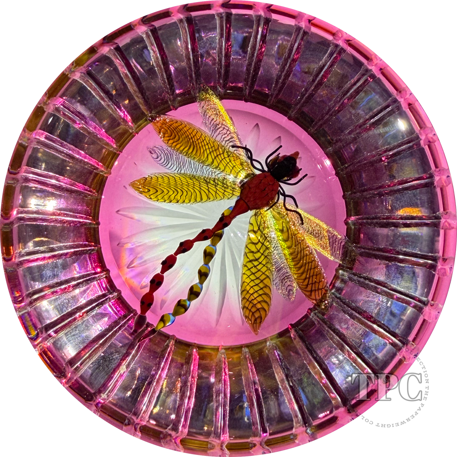 Gordon Smith 2024 Glass Art Paperweight Flamework Dragonfly Over Star-Cut Fuchsia Colored Ground