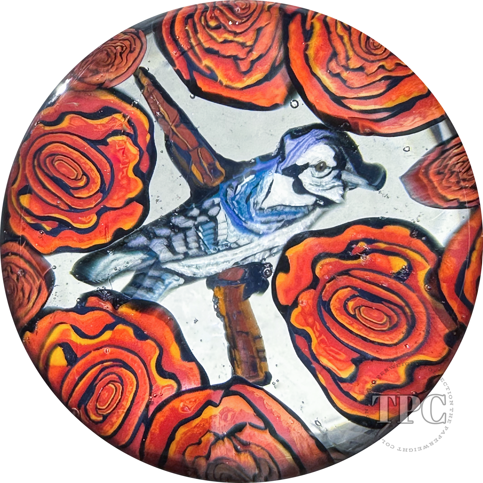 Robert Koch 2023 Glass Art Marble Murrine Blue Jay Bird with Red Roses