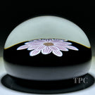 William Manson 2023 Art Glass Paperweight Flamework Striped Pink Clematis on Black Ground