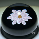 William Manson 2023 Art Glass Paperweight Flamework Striped Pink Clematis on Black Ground