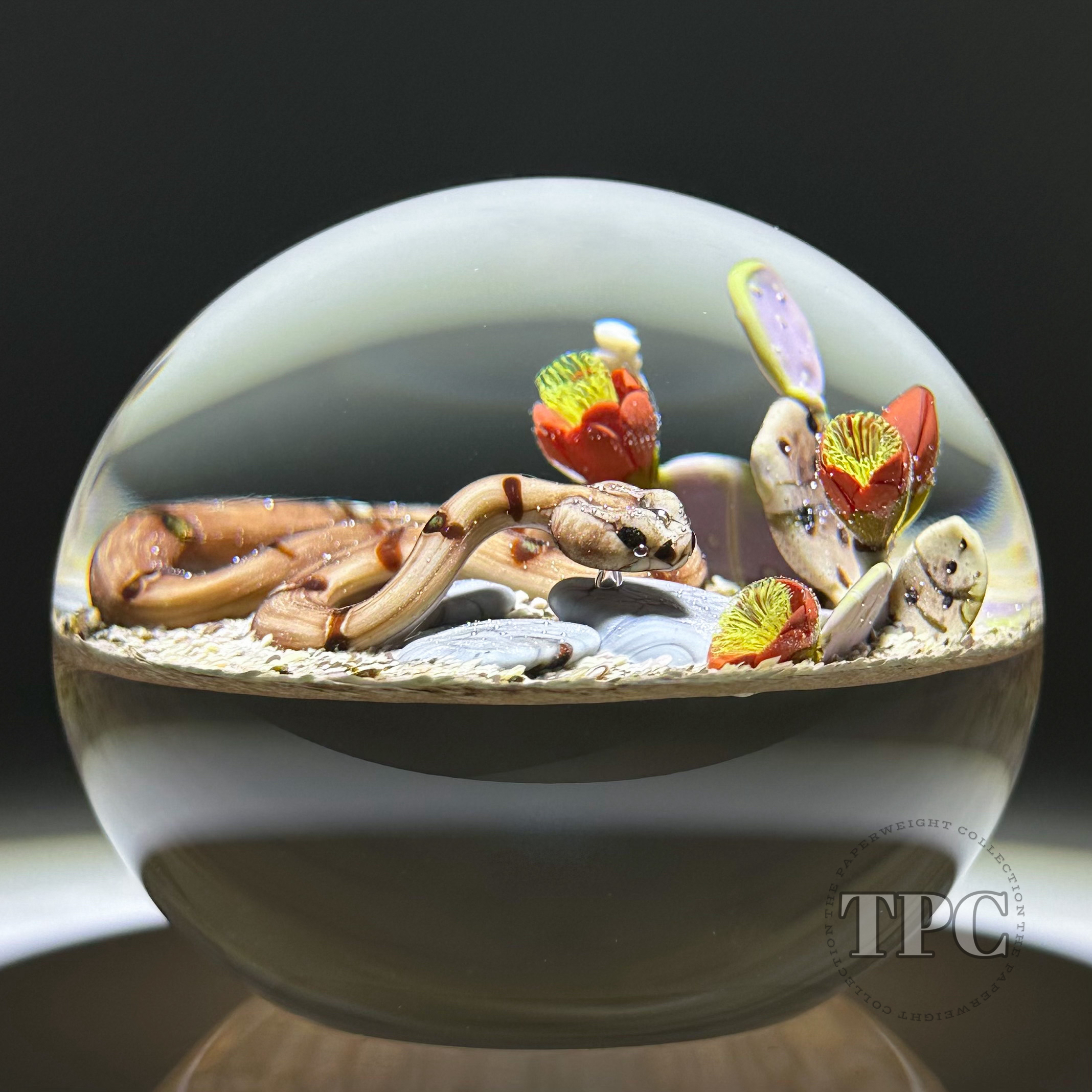 Jim D'Onofrio 1994 Glass Art Paperweight Flamework Rattle Snake with D