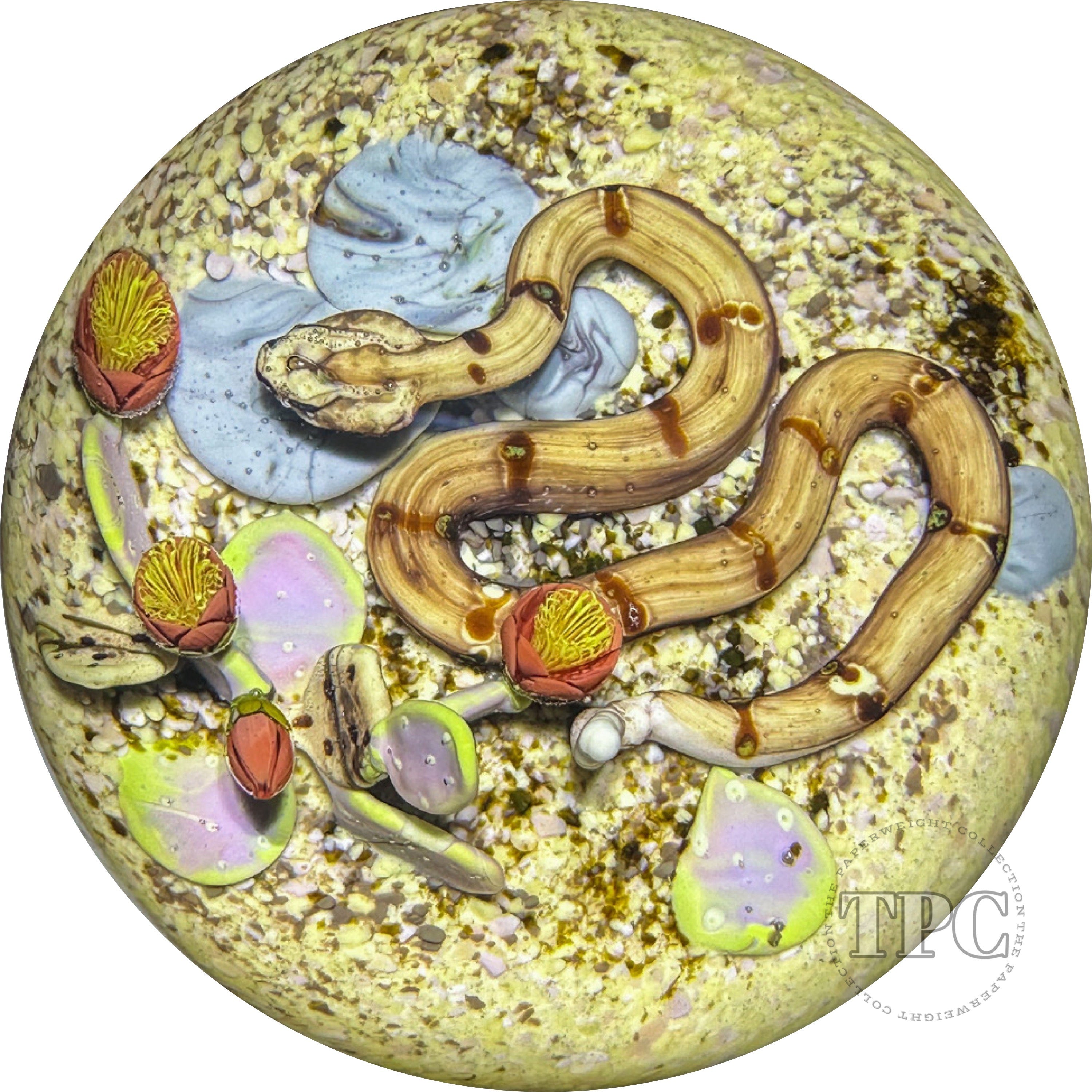 Jim D'Onofrio 1994 Glass Art Paperweight Flamework Rattle Snake with D