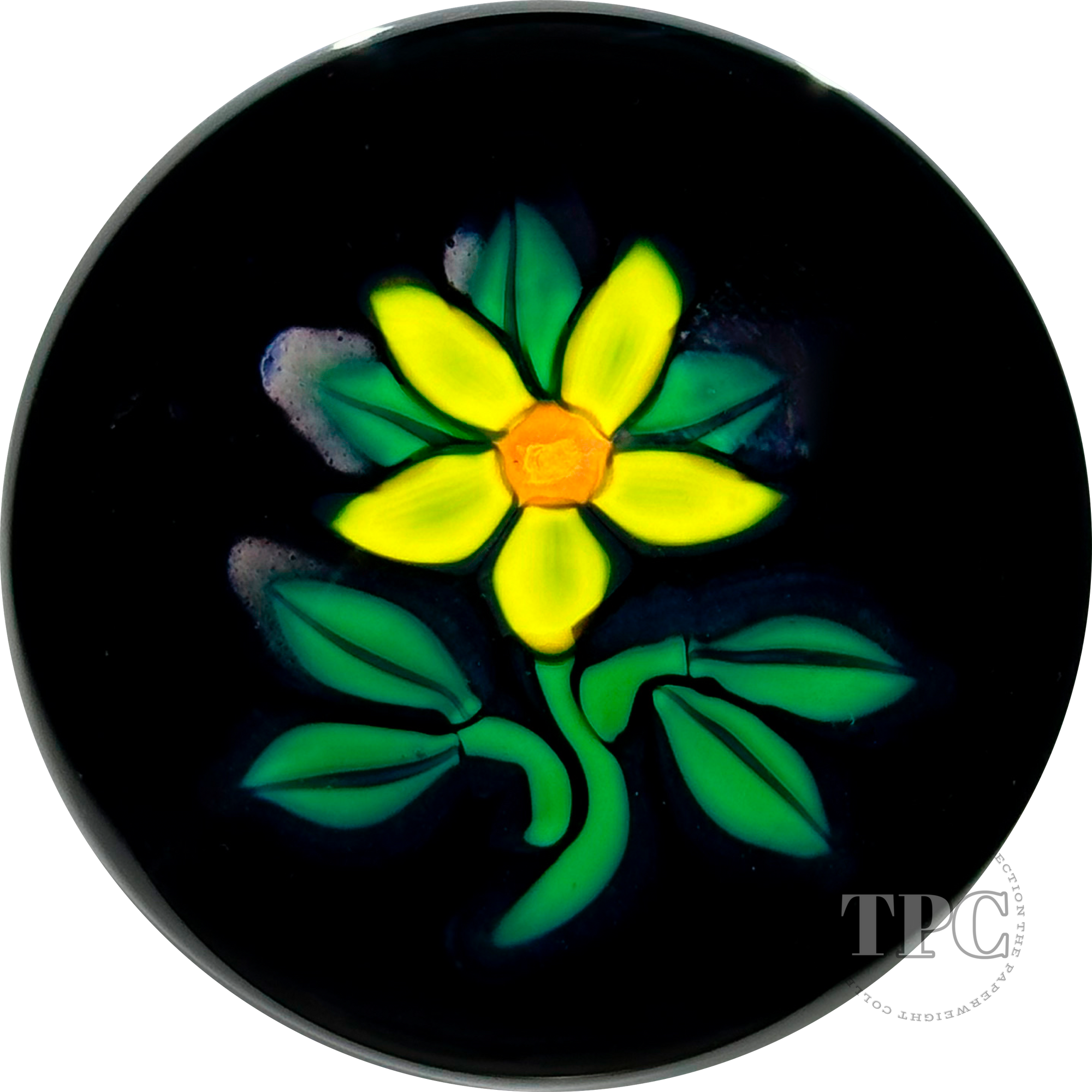 William Manson 2023 Art Glass Paperweight Flamework Yellow Daisy on Dark Ground