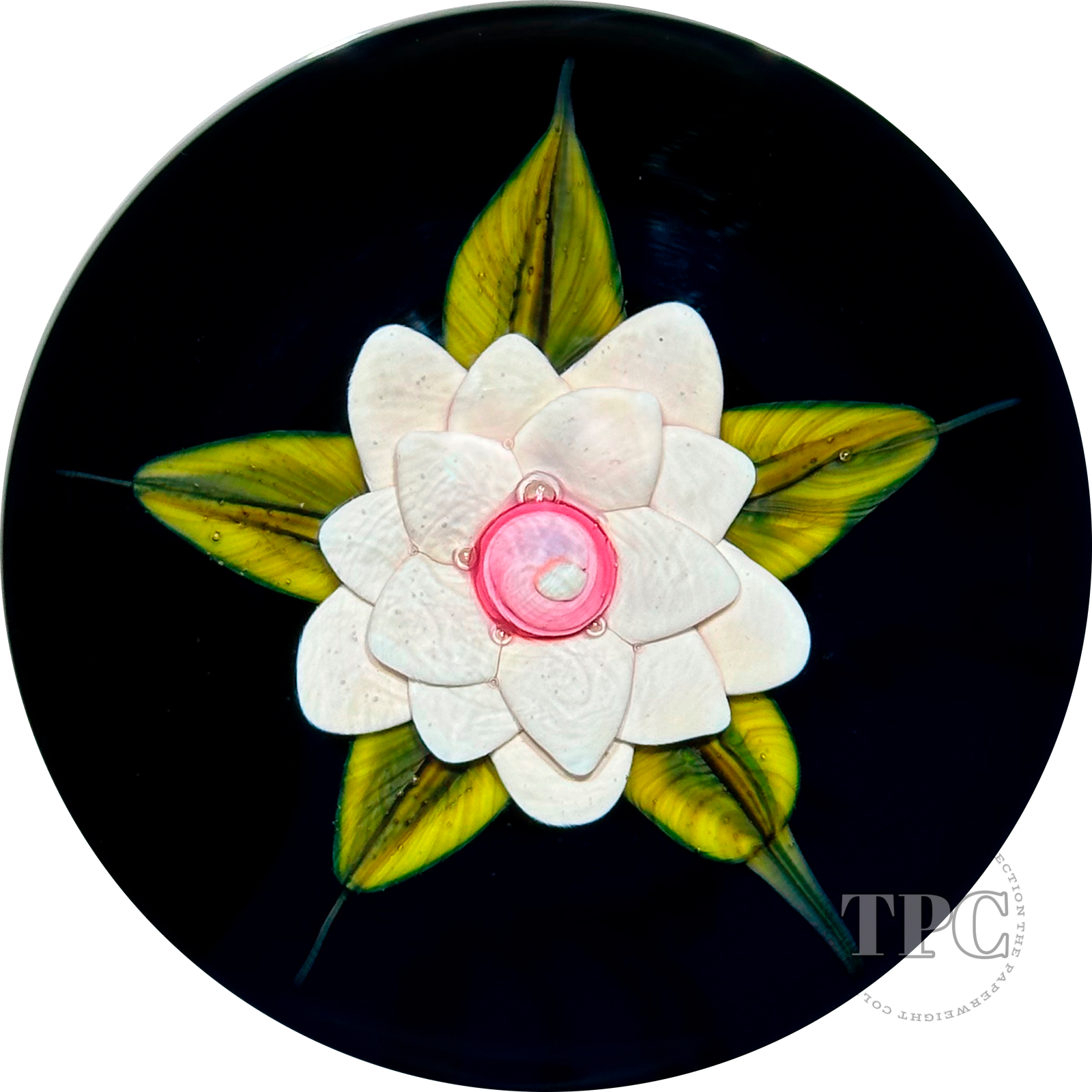 William Manson 2022 Art Glass Paperweight Flamework Pink Clematis on Dark Blue Ground