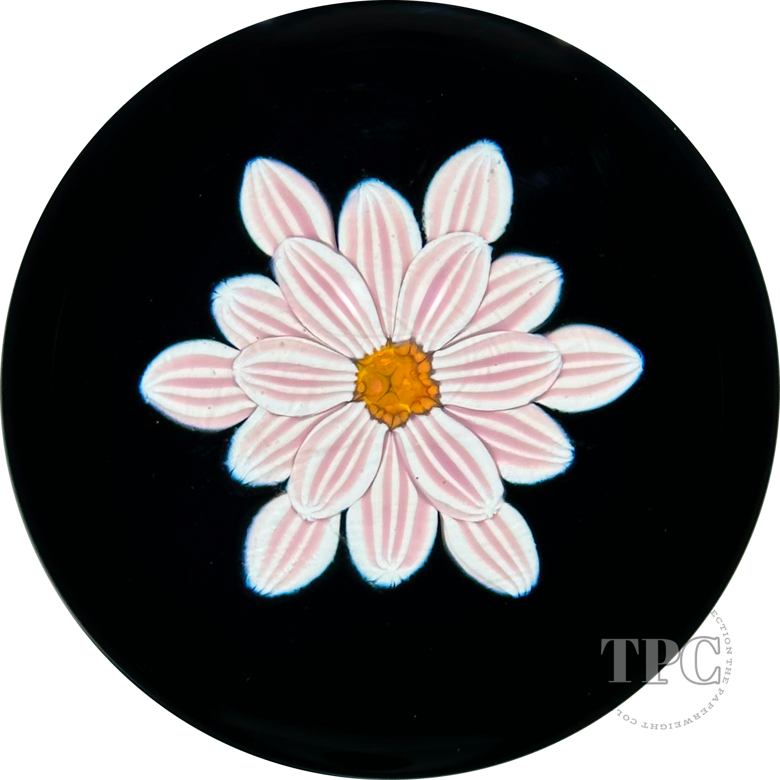 William Manson 2023 Art Glass Paperweight Flamework Striped Pink Clematis on Black Ground