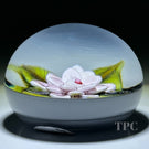 William Manson 2023 Art Glass Paperweight Flamework Pink Clematis on Pale Blue Ground