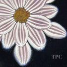 William Manson 2023 Art Glass Paperweight Flamework Striped Pink Clematis on Black Ground