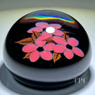 William Manson 2023 Miniature Art Glass Paperweight Flamework flowers on Black Ground