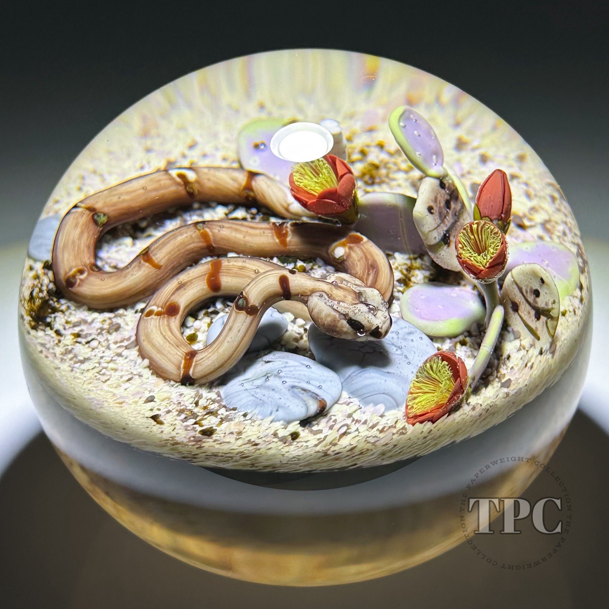 Jim D'Onofrio 1994 Glass Art Paperweight Flamework Rattle Snake with D