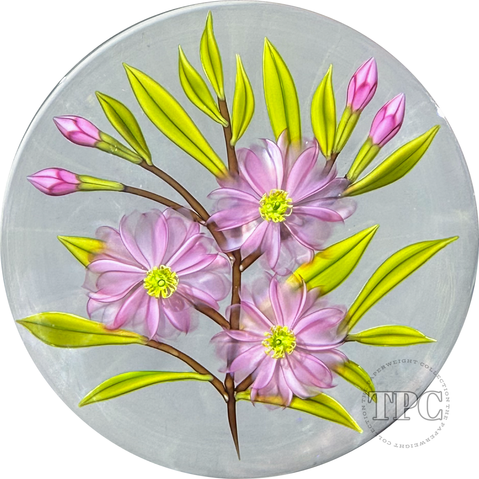 Chris Buzzini 1994 Glass Art Paperweight LE Flamework Pink Daisies