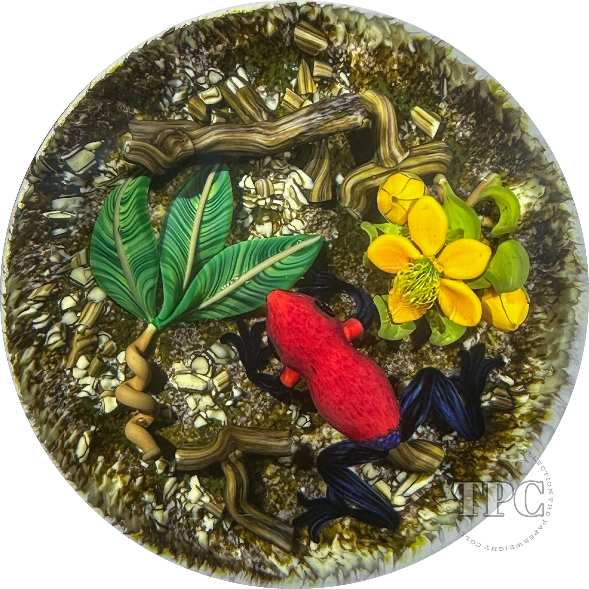 Gordon Smith 1994 Glass Art Paperweight Strawberry Poison Dart Frog with Yellow Tropical Flowers