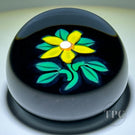 William Manson 2023 Art Glass Paperweight Flamework Yellow Daisy on Dark Ground
