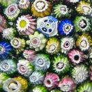 Antique Riedel Glass Art Paperweight Colorful Closepack Millefiori on Mica Infused Green Ground
