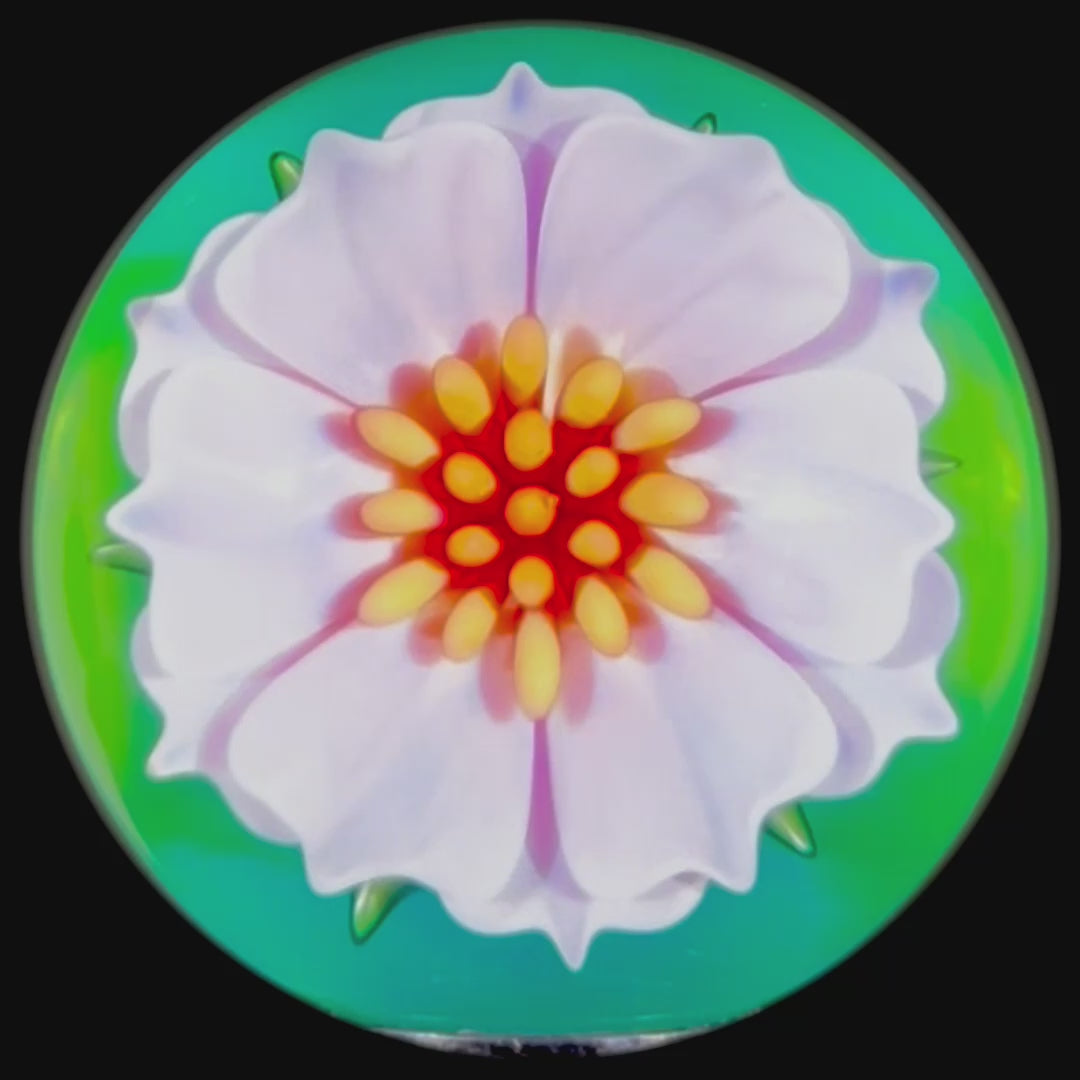Florin Voicu 2025 Glass Art Marble Flamework Pink Dahlia Flower over Seafoam Gree Backing