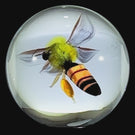 David Graeber 2024 Glass Art Marble Flamework Honeybee